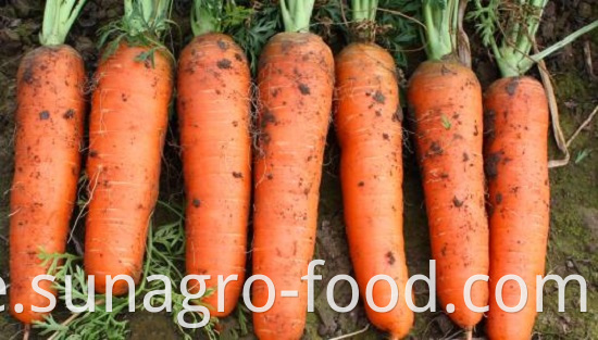 The Best Carrot Is Atender Carrot